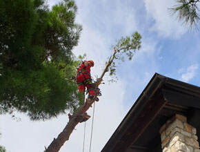 Rusenje bora-TISNO-02